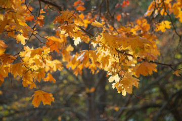 autumn leaves background