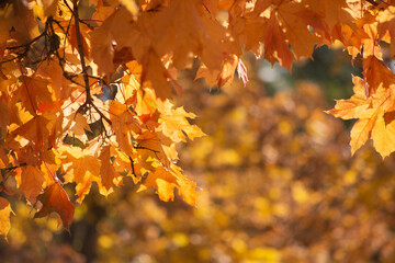 autumn leaves on the tree