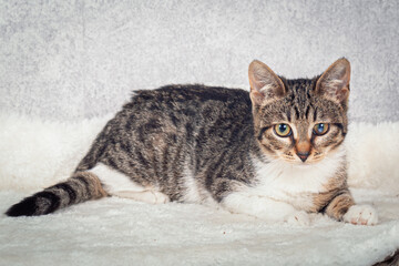 A striped mongrel kitten is lying on a white fur bed. Close-up, selective focus