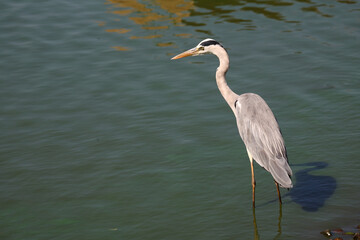 Afrikanischer Graureiher / Grey heron / Ardea cinerea