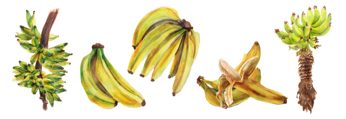 Set of ripe bananas  and bananas on a tree isolated on white background. Hand drawn  Watercolor botanical illustration