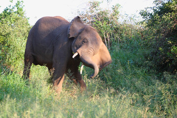 Fototapeta premium Afrikanischer Elefant / African elephant / Loxodonta africana