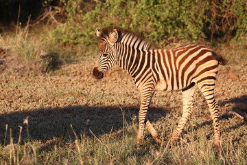 Fototapeta na wymiar Steppenzebra / Burchell's zebra / Equus burchellii..