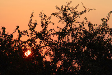 Sonnenuntergang Krüger Park Südafrika / Sundown Kruger Park South Africa /