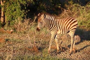 Steppenzebra / Burchell's zebra / Equus burchellii..