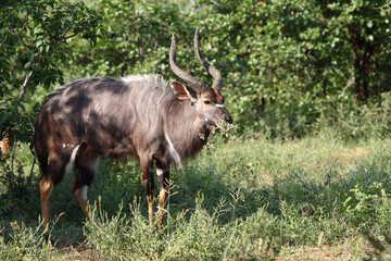 Nyala / Nyala / Tragelaphus angasii.