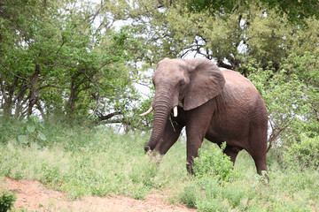 Afrikanischer Elefant / African elephant / Loxodonta africana