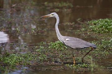 Afrikanischer Graureiher / Grey heron / Ardea cinerea