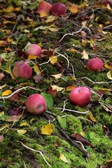 Fallen apple fruits under tree, red apples on moss among leaves, autumn orchard with apples, space for text, vertical image.
