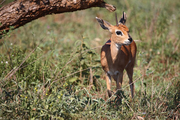 Afrikanischer Steinbock / Steenbok / Raphicerus campestris
