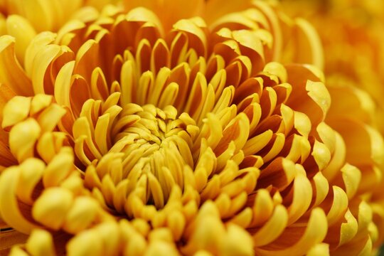Yellow orange chrysanthemum flower closeup, floral macro background for autumn, warm colors.