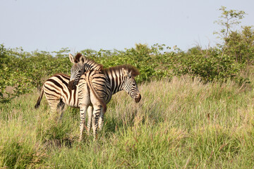 Obraz premium Steppenzebra / Burchell's zebra / Equus burchellii..