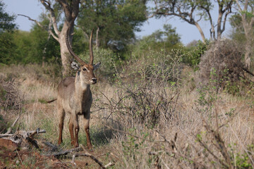 Wasserbock / Waterbuck / Kobus ellipsiprymnus