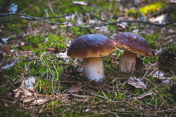 two edible porcini mushrooms grows