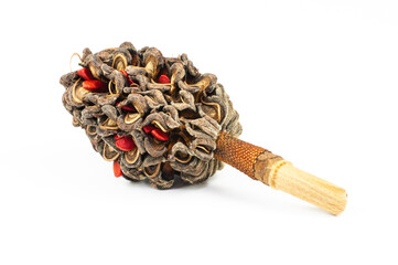 Close-up of dried and seeded flower of magnolia tree © Cglyn