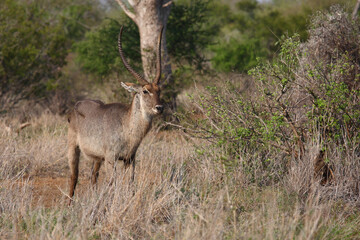 Wasserbock / Waterbuck / Kobus ellipsiprymnus