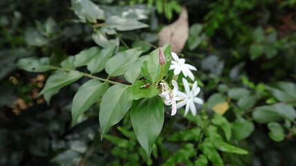 A tiny spider with white stripe on the abdomen is sitting top of a leaf near white flower cluster