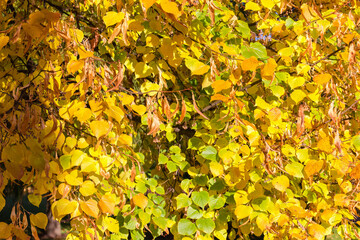 Fragment of linden tree with yellow autumn leaves in park