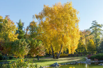 Three birch trees growing from one place in autumn park