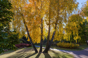 Four birches growing from one place in autumn park, backlit