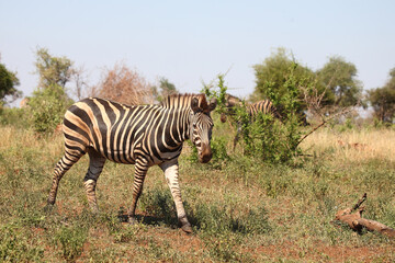 Fototapeta na wymiar Steppenzebra / Burchell's zebra / Equus burchellii