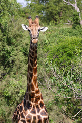 Giraffe / Giraffe / Giraffa camelopardalis