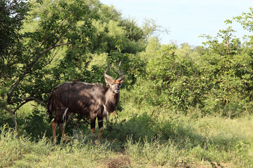 Nyala und Rotschnabel-Madenhacker / Nyala and Red-billed oxpecker / Tragelaphus angasii et Buphagus...