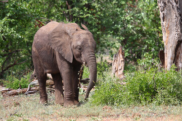 Fototapeta premium Afrikanischer Elefant / African elephant / Loxodonta africana