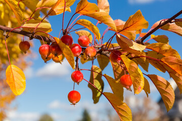 Paradise apple tree branch with ripe fruits and autumn leaves