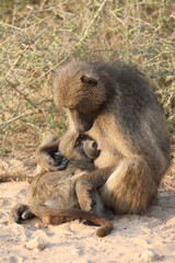 Bärenpavian / Chacma baboon / Papio ursinus......