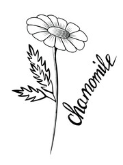 black and white vector drawing with the image of a chamomile for the design of postcards, banners, logos, interiors and for tattoo templates