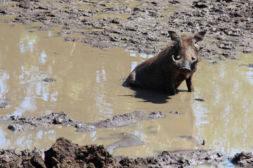 Warzenschwein / Warthog / Phacochoerus africanus
