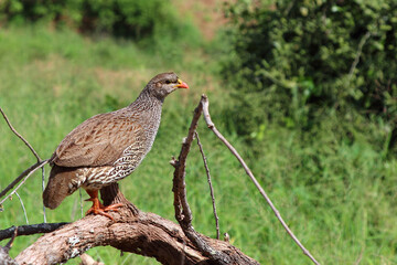 Natalfrankolin / Natal francolin / Francolinus natalensis.