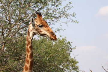 Giraffe / Giraffe / Giraffa camelopardalis