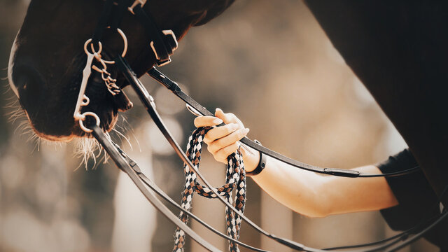 A  horse breeder in a black T-shirt holds a black strong horse with a bridle on its muzzle for a lead rope. Equestrian sports. Horse riding.