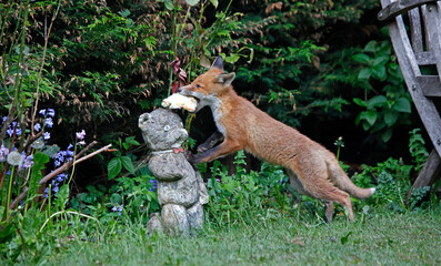 Urban fox cubs exploring the garden