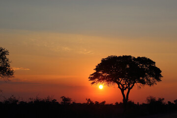 Fototapeta na wymiar Sonnenuntergang Krüger Park Südafrika / Sundown Kruger Park South Africa /