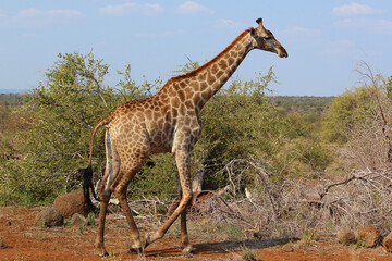 Giraffe / Giraffe / Giraffa camelopardalis