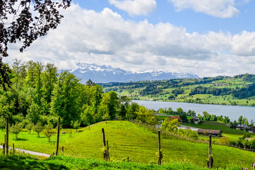 Gelfingen, Weinberg, Baldeggersee, Hitzkirch, Seetal, Schloss Heidegg, Wanderweg, Landwirtschaft, Spazierweg, Frühling, Schweiz