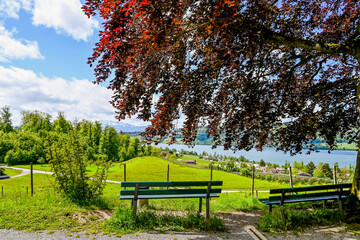 Gelfingen, Weinberg, Baldeggersee, Hitzkirch, Seetal, Schloss Heidegg, Wanderweg, Landwirtschaft, Obstbäume, Spazierweg, Aussichtspunkt, Parkbank, Frühling, Schweiz