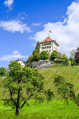 Fototapeta premium Gelfingen, Schloss Heidegg, Hitzkirch, Weinberg, Rosengarten, Schlosspark, Baldeggersee, Seetal, Wanderweg, Landwirtschaft, Obstbäume, Spazierweg, Frühling, Schweiz