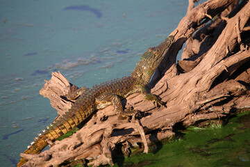 Nilkrokodil / Nile crocodile / Crocodylus niloticus..