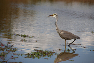 Afrikanischer Graureiher / Grey heron / Ardea cinerea