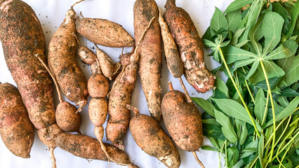 cassava and green cassava leaves.