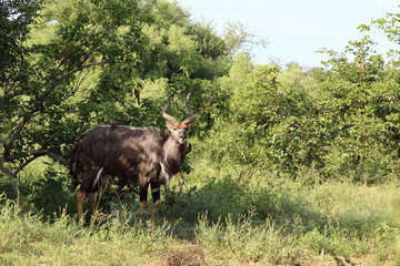 Nyala und Rotschnabel-Madenhacker / Nyala and Red-billed oxpecker / Tragelaphus angasii et Buphagus...