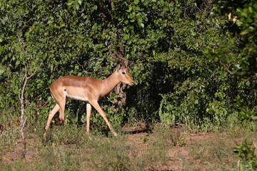 Schwarzfersenantilope / Impala / Aepyceros melampus