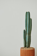 Green cactus on gray background