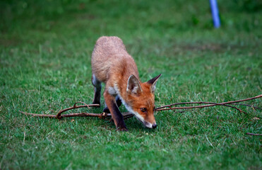 Urban fox cubs exploring the garden