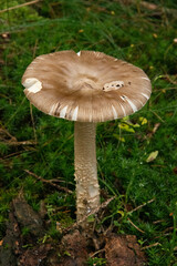 Un champignon dans la forêt en automne