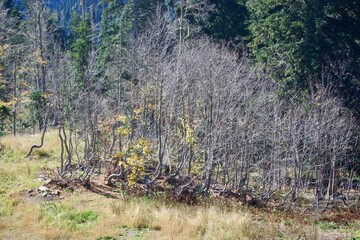 View of the southern slope of Mount Rose Peak